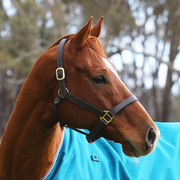 Eurohunter Leather Halter