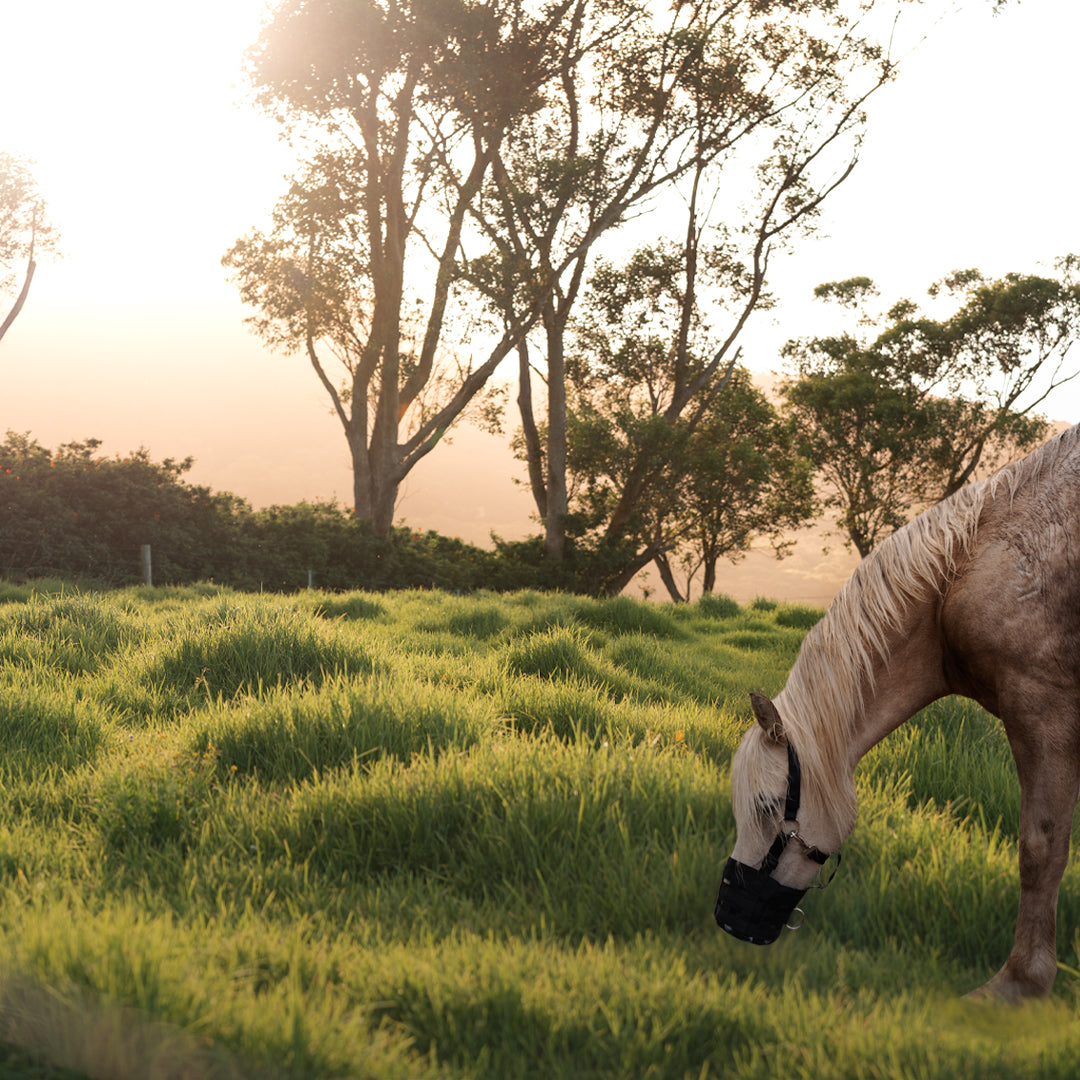 Eurohunter Grazing Muzzle