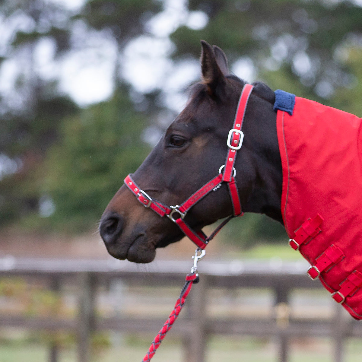 Eurohunter Emb Comfort Halter And Lead - Saddleworld Ipswich