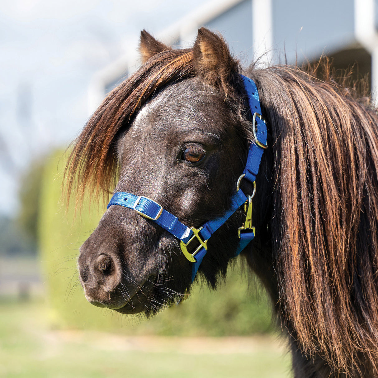 Eurohunter Mini Foal Halter