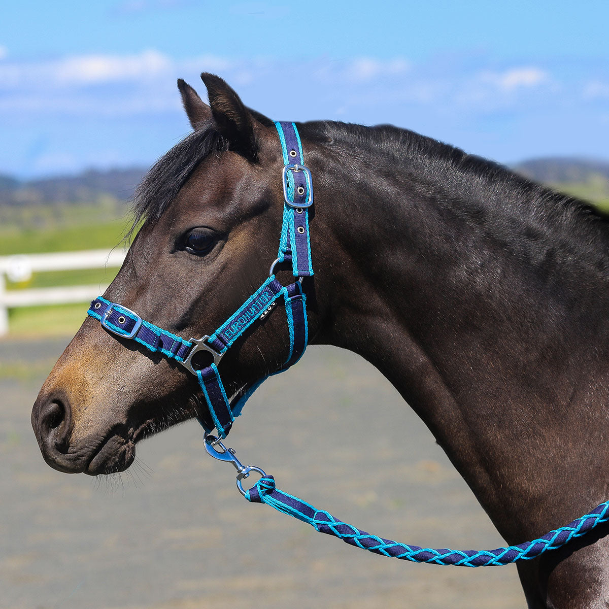 Halters & Leads – Saddleworld