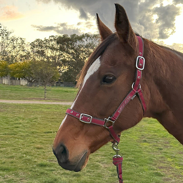 Eurohunter Comfort Halter & Lead