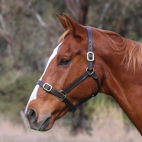 Eurohunter Leather Halter