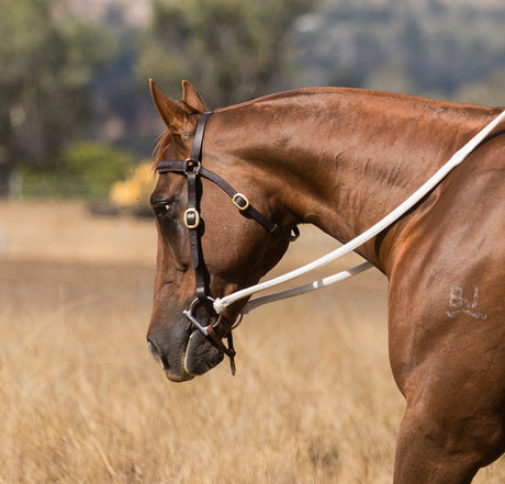 Eurohunter Plaited Barcoo Bridle