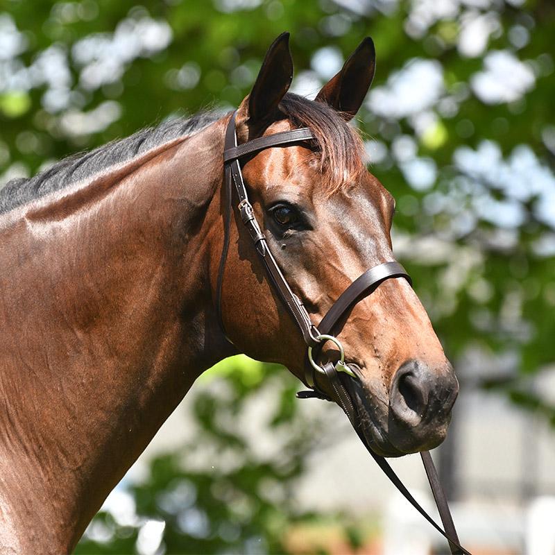 Academy Show Snaffle