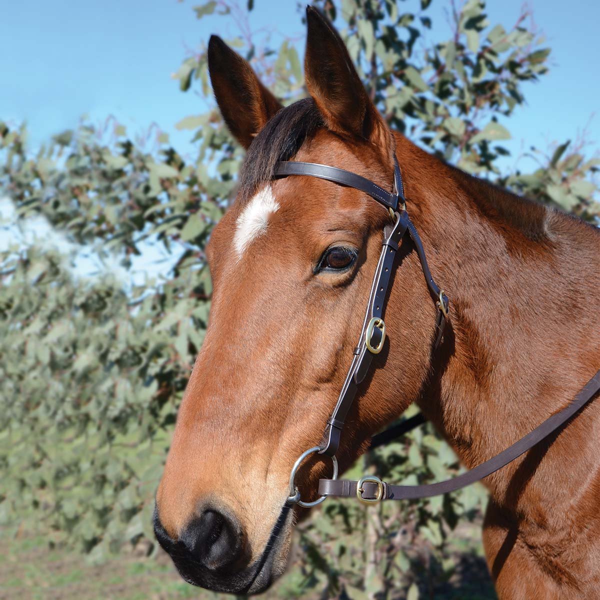 Bridlewear – Tagged "Bridles" – Saddleworld