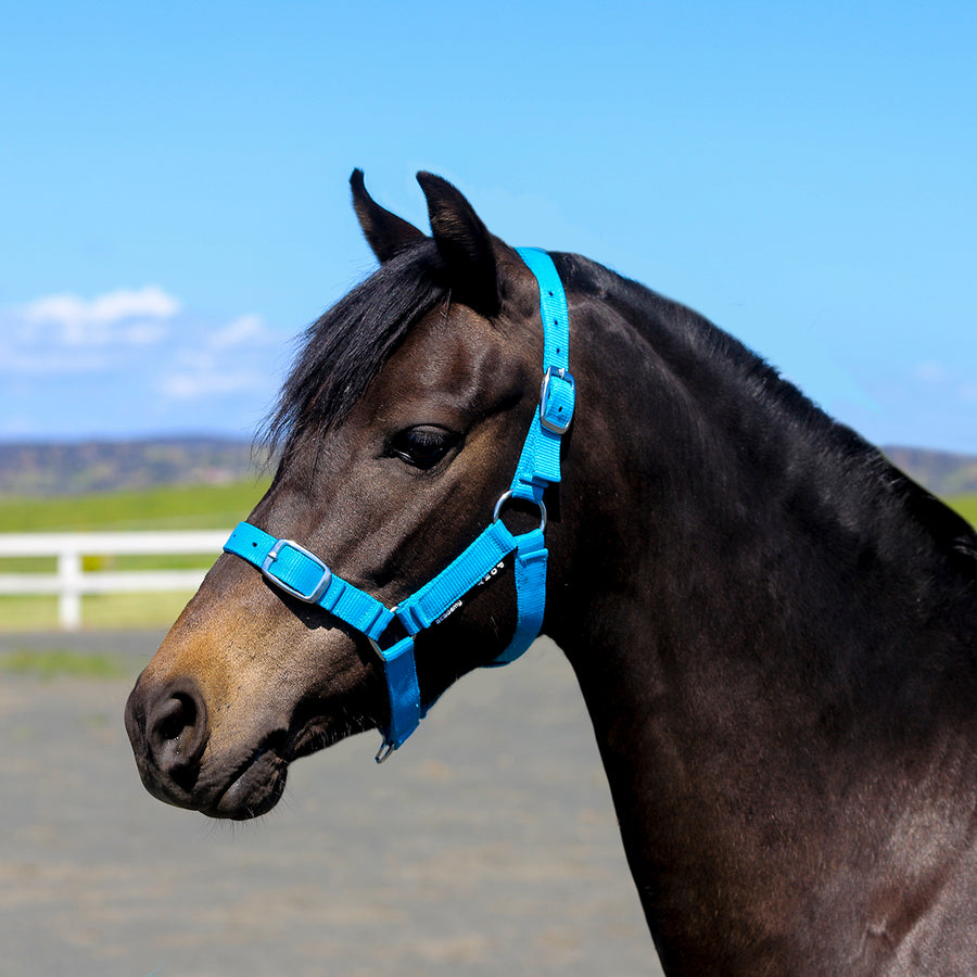 Halters – Saddleworld