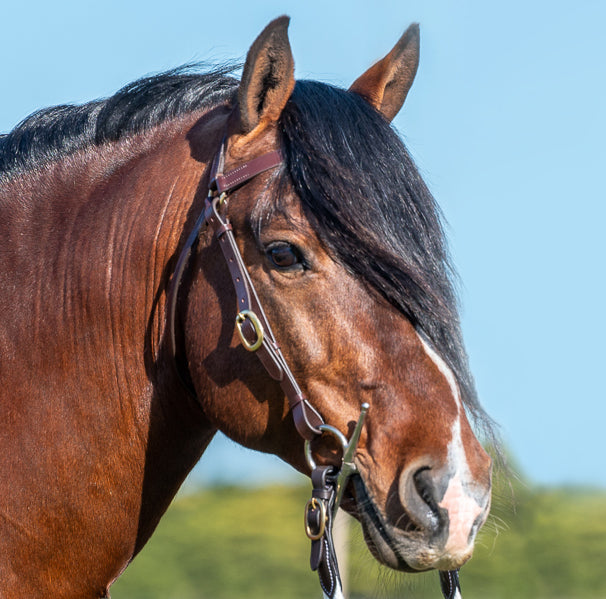 Grainge Elite Barcoo Bridle