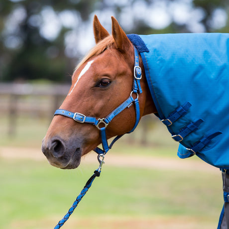 Eurohunter Comfort Halter & Lead