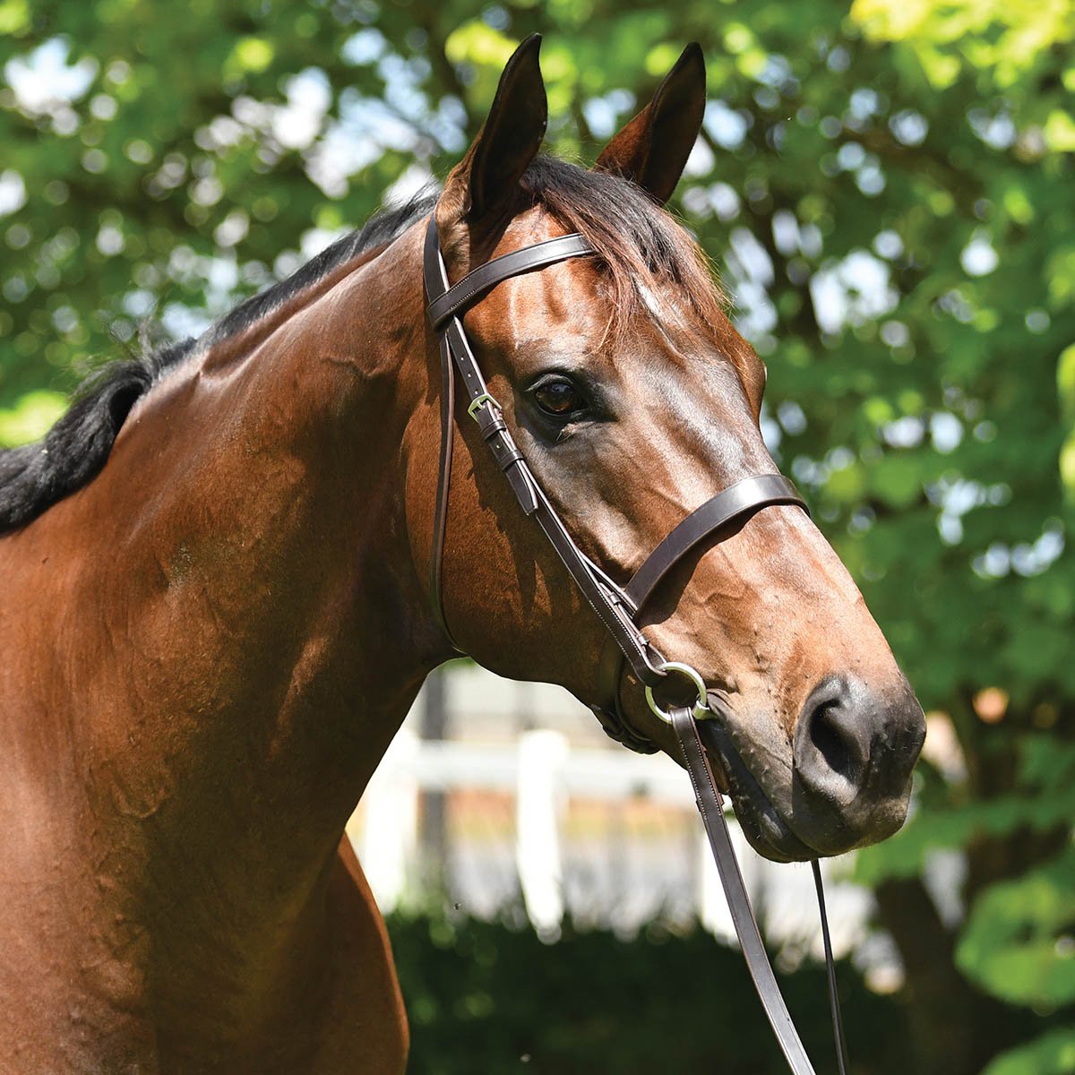 WILD SWANS FULL GRAIN BRIDLE / TONGUE