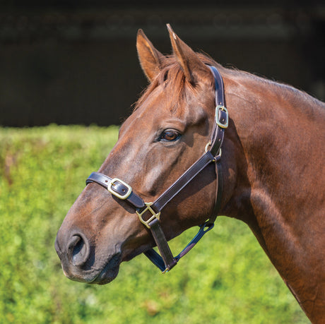 Grainge Elite Leather Halter