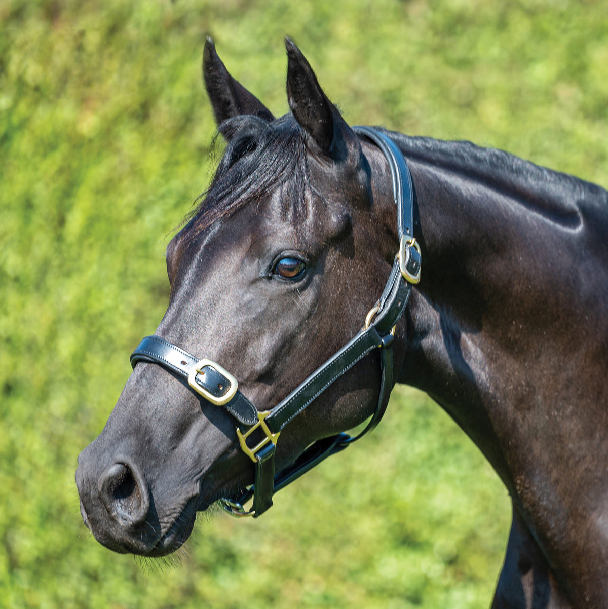 Halters – Saddleworld